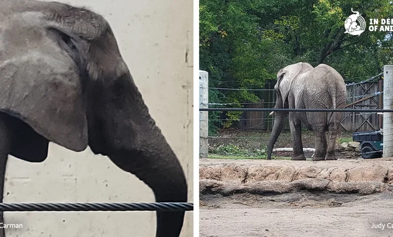 UPDATE: Tembo's Tragic Tale: Held For 50 Years at the Topeka Zoo Until Death Set Her Free