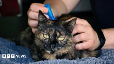 Vets advise ban on over the counter flea treatment for pets