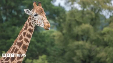 West Midlands Safari Park honours oldest giraffe after death