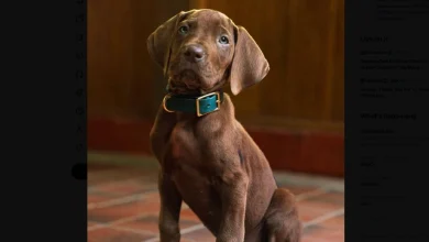 Why Netflix’s New Scooby Doo Puppy Is Confusing Fans