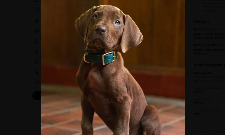 Why Netflix’s New Scooby Doo Puppy Is Confusing Fans