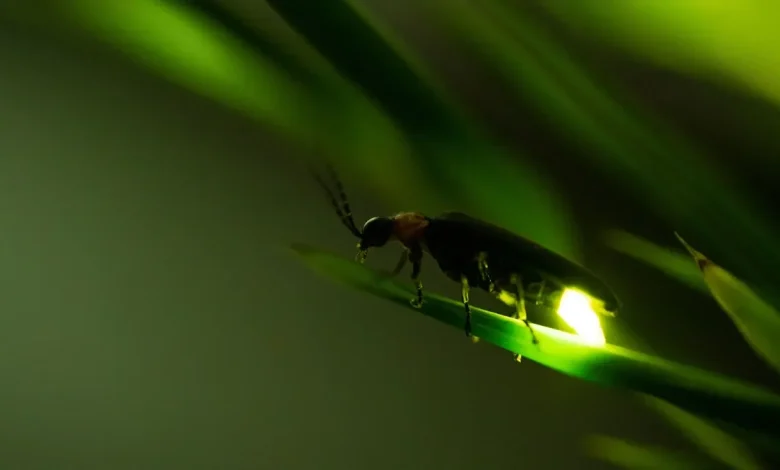 Why do fireflies glow? It’s more than butt goo.