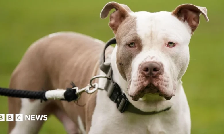 XL bully seized in Stevenage police raid after man bitten on arm