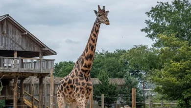 Yorkshire Wildlife Park welcomes Setanta the giraffe from Twycross Zoo