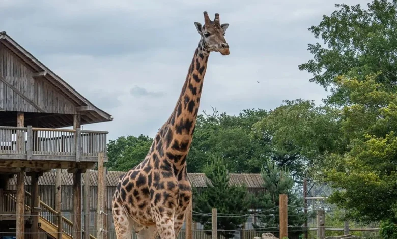Yorkshire Wildlife Park welcomes Setanta the giraffe from Twycross Zoo