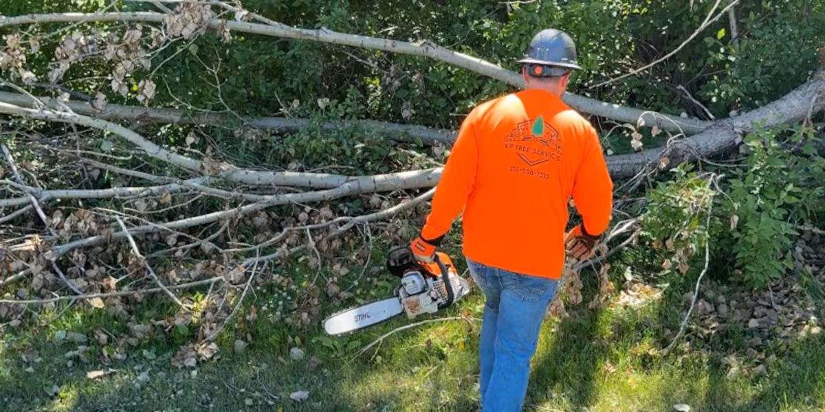 Tree services see surge in calls as residents assess storm damage